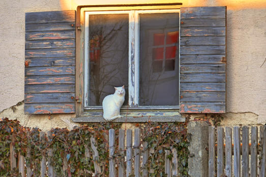 Diese Katze scheint die einzige Bewohnerin des ansonsten leerstehenden Hauses in der Schreieggstrasse in Thannhausen zu sein - jedenfalls geniesst sie die letzten Sonnenstrahlen des Tagen.