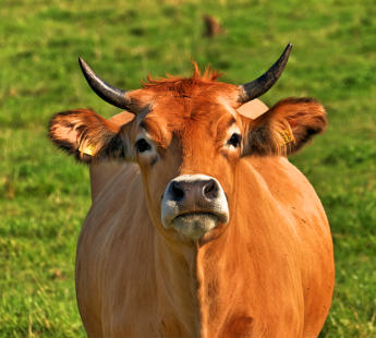 Porträt einer Angus-Kuh - man beachte die 'Frisur'. Entdeckt im Mindeltal.