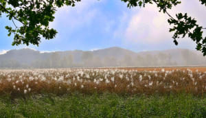 Mindeltal: Der Morgentau bringt ganze Felder zum 'Blühen'